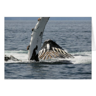 Humpback Whale