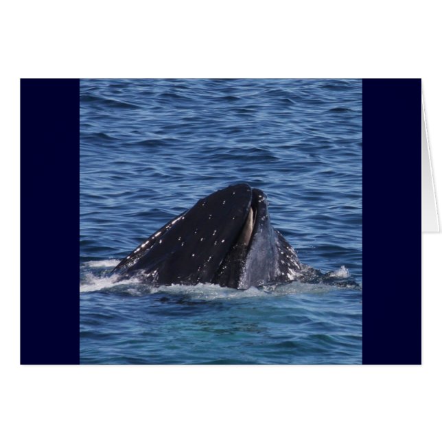 Humpback Whale (Vorderseite (Horizontal))