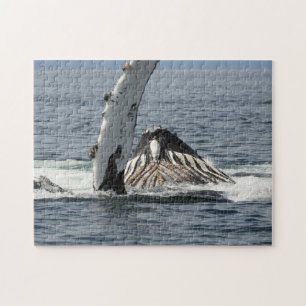 Humpback Whale