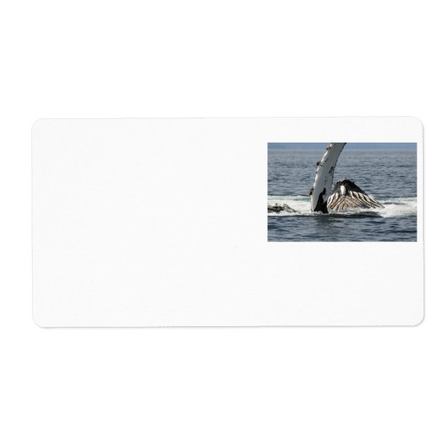 Humpback Whale (Vorne)