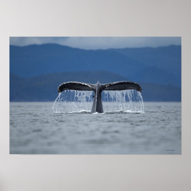 Humpback Whale 2 Poster (Vorne)
