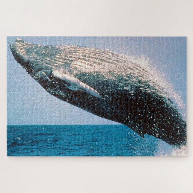 Humpback Whale Alaska (Horizontal)