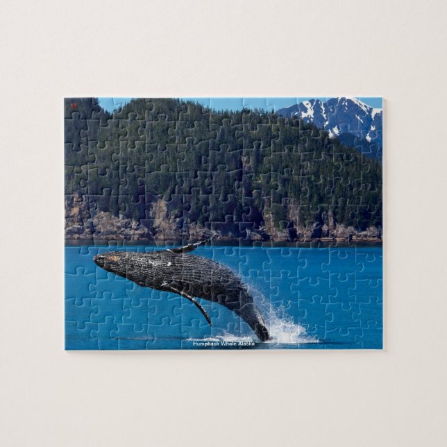 Humpback Whale Alaska (Horizontal)