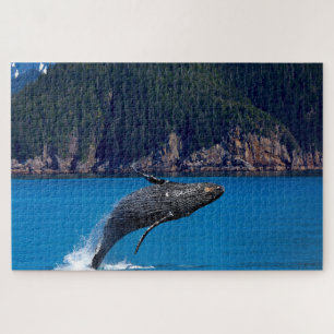 Humpback Whale Alaska
