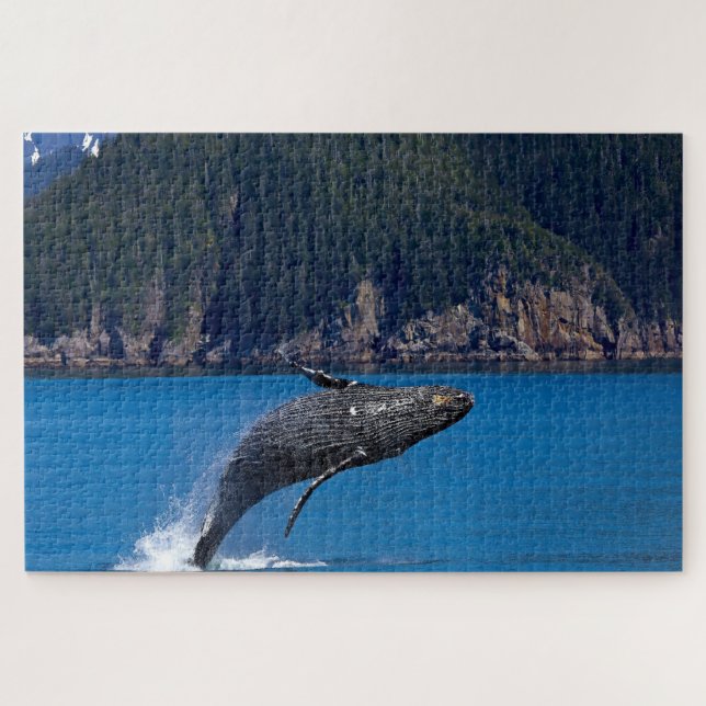 Humpback Whale Alaska (Horizontal)