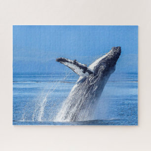 Humpback Whale Alaska