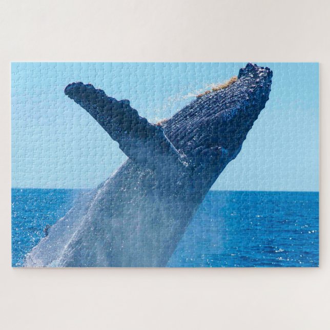 Humpback Whale Alaska (Horizontal)