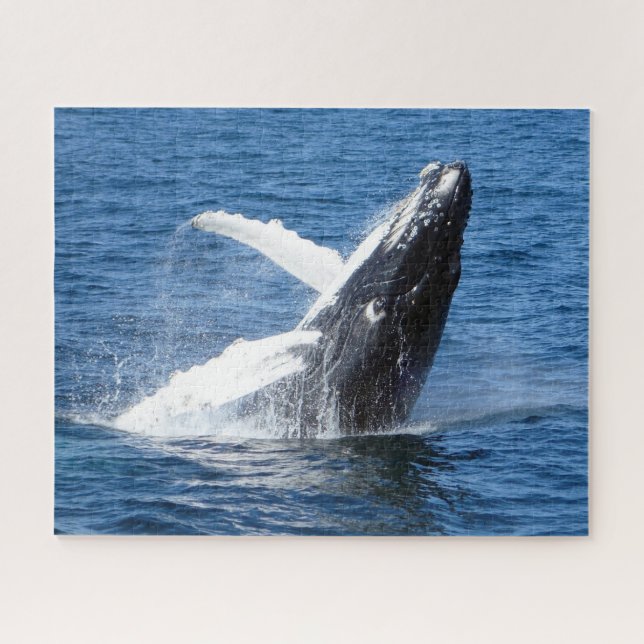 Humpback Whale Alaska (Horizontal)