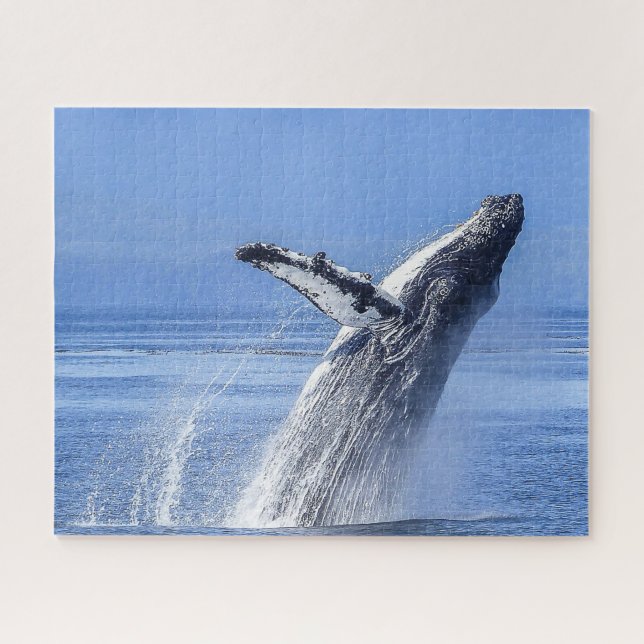 Humpback Whale Alaska (Horizontal)