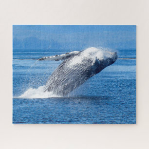 Humpback Whale Alaska