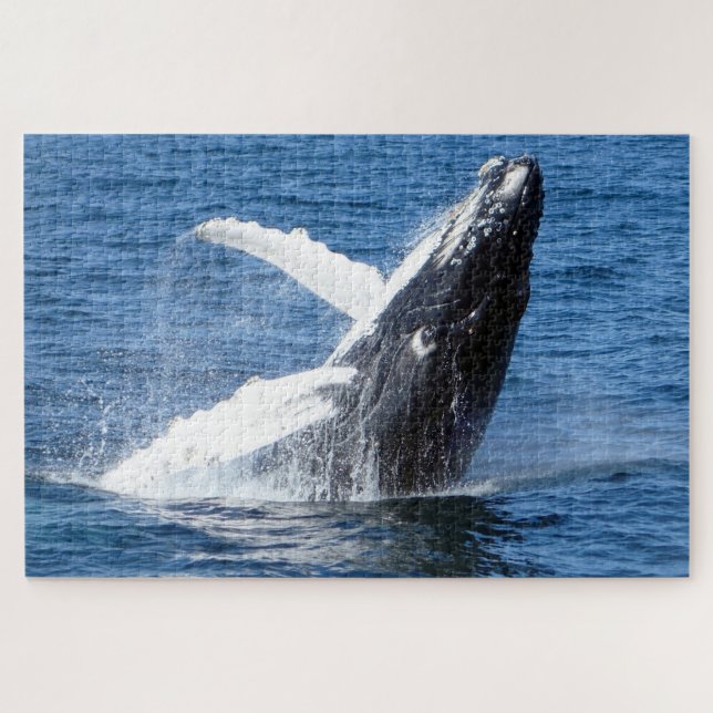 Humpback Whale Alaska (Horizontal)