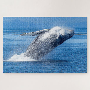 Humpback Whale Alaska