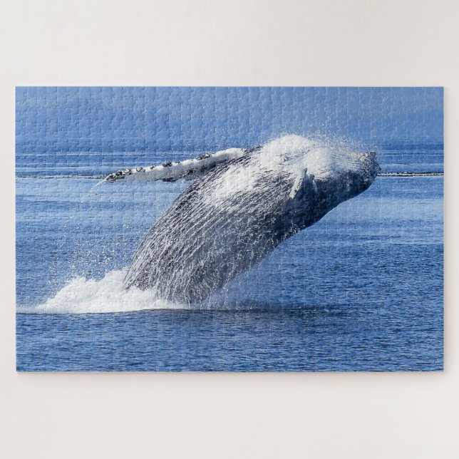 Humpback Whale Alaska (Horizontal)