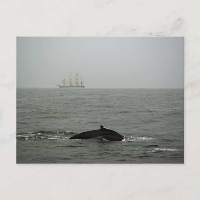 Humpback Whale and Tall Ship Postcard Postkarte (Vorderseite)
