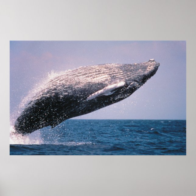 Humpback Whale Breaching Poster (Vorne)