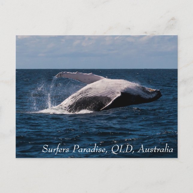 Humpback Whale Breaching Surfers Paradies Postkarte (Vorderseite)