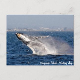Humpback Whale Break Postkarte
