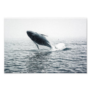 Humpback Whale Calf Fotodruck