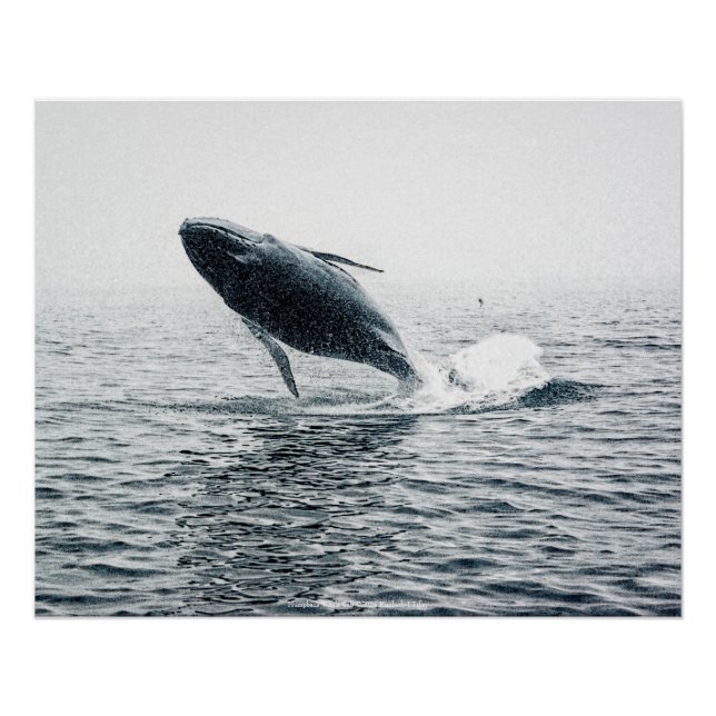 Humpback Whale Calf Poster (Vorderseite)