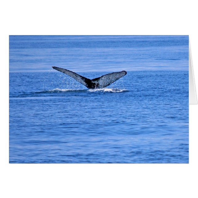 Humpback Whale Fluke (Vorderseite (Horizontal))