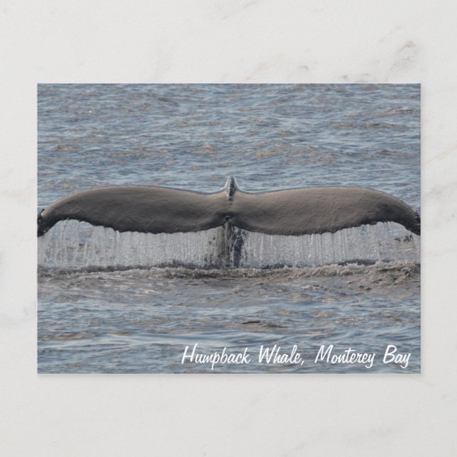 Humpback Whale Flukes Postcard Postkarte (Vorderseite)
