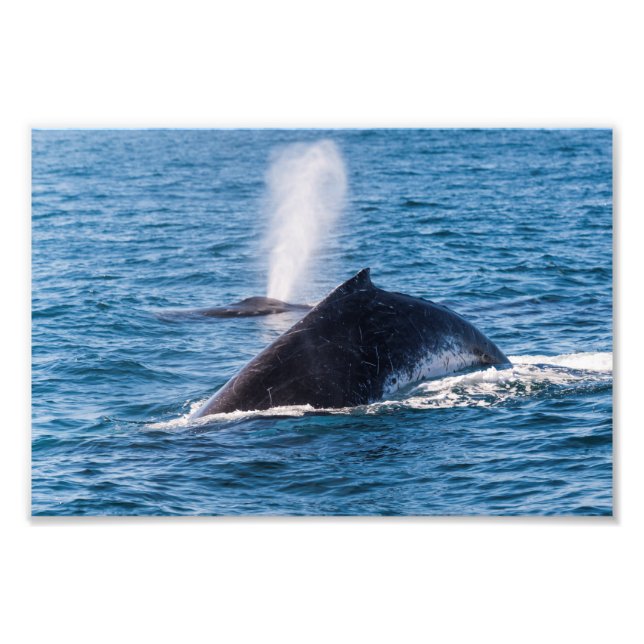 Humpback Whale Foto Print (Vorne)