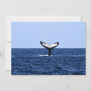 Humpback Whale im Ozean