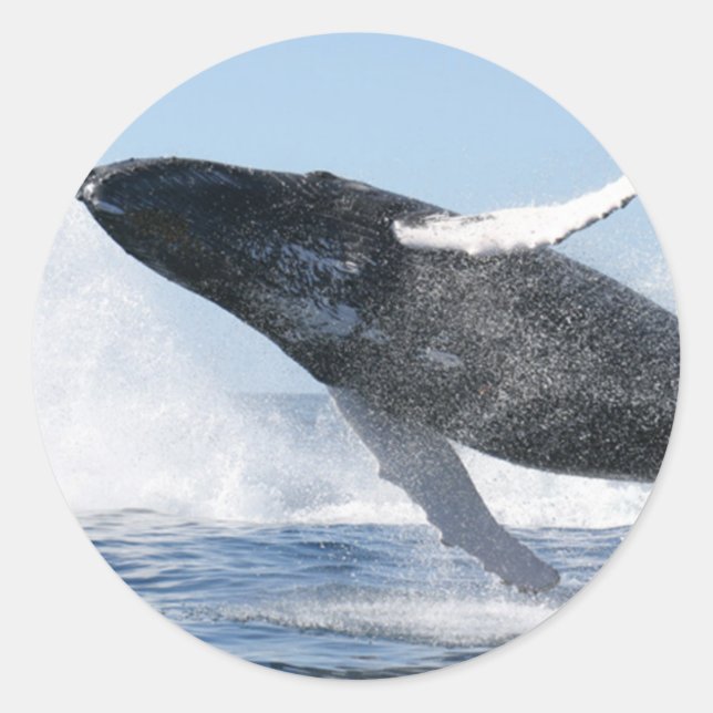 Humpback Whale Jumping High Runder Aufkleber (Vorderseite)