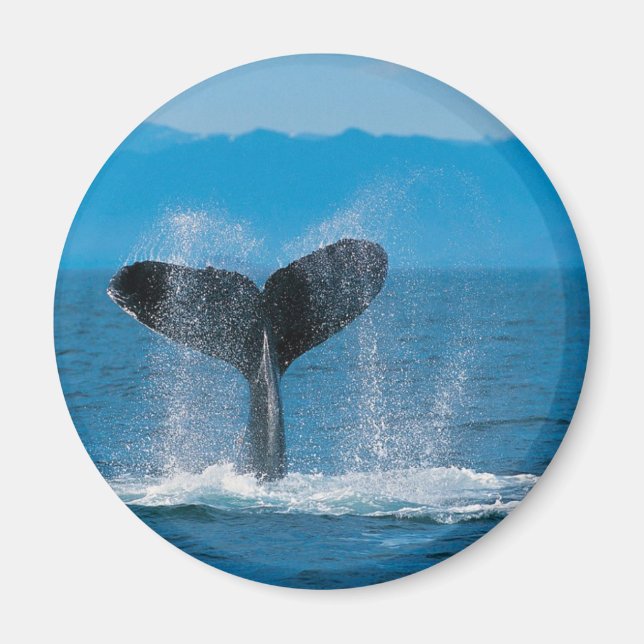 Humpback Whale Magnet (Vorne)