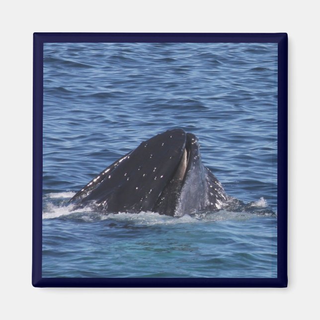 Humpback Whale Magnet (Vorne)