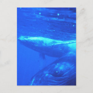 Humpback Whale Mother and Calf Postkarte