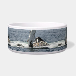 Humpback Whale Napf