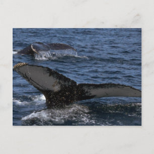 Humpback Whale Pair Postkarte