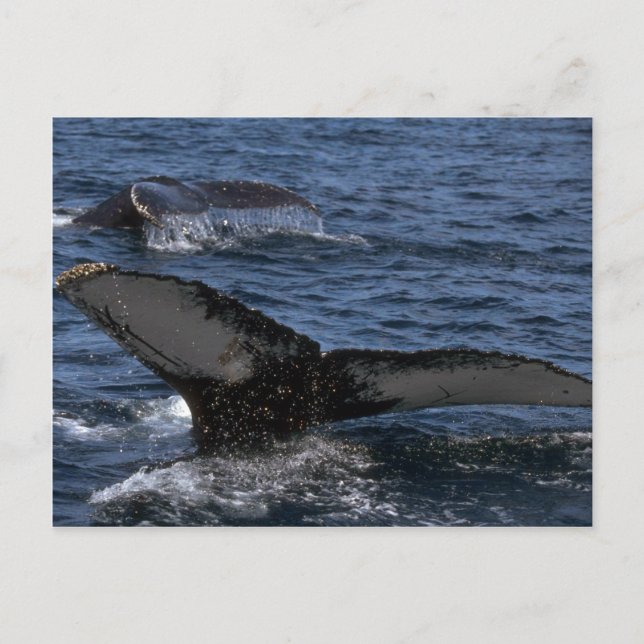 Humpback Whale Pair Postkarte (Vorderseite)