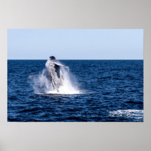 Humpback Whale Poster