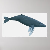 Humpback Whale