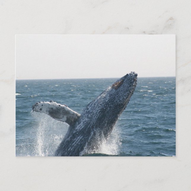 Humpback Whale Postkarte (Vorderseite)