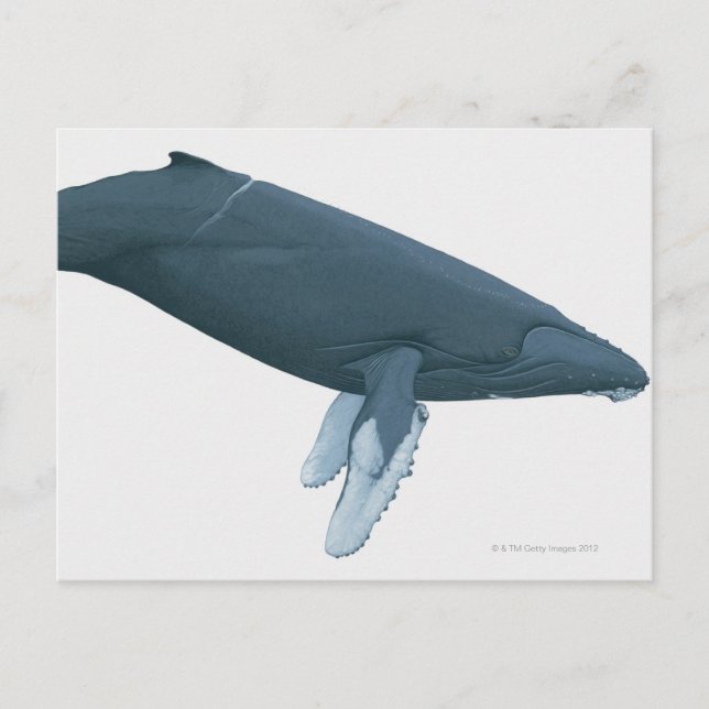 Humpback Whale Postkarte (Vorderseite)
