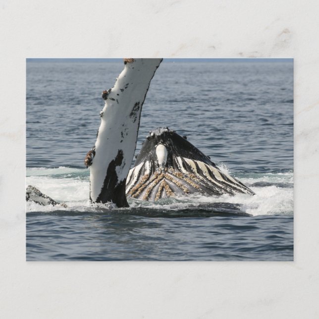 Humpback Whale Postkarte (Vorderseite)