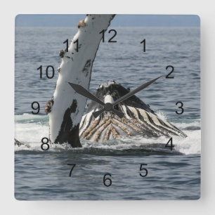 Humpback Whale Quadratische Wanduhr
