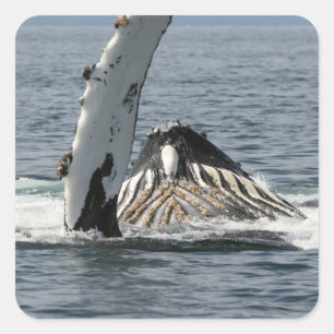 Humpback Whale Quadratischer Aufkleber