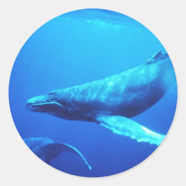 Humpback Whale Runder Aufkleber (Vorderseite)