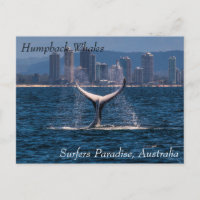 Humpback Whale Schwanz Fluke Off Surfers Paradies