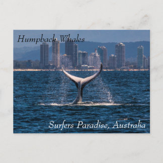 Humpback Whale Schwanz Fluke Off Surfers Paradies Postkarte