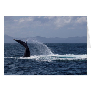 Humpback Whale Schwanz Splash