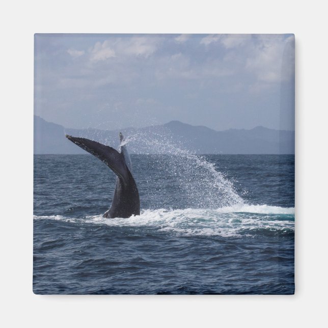 Humpback Whale Schwanz Splash Magnet (Vorne)