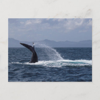Humpback Whale Schwanz Splash Postkarte
