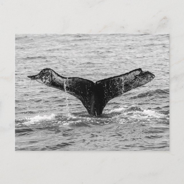 Humpback Whale Schwanz Splash - Wildlife Fotografy Postkarte (Vorderseite)