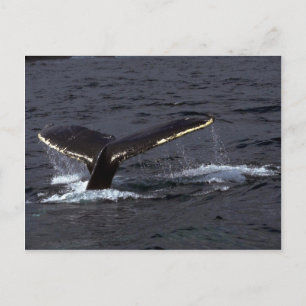 Humpback Whale Sounding (Schwanz Flukes)/GListen Postkarte