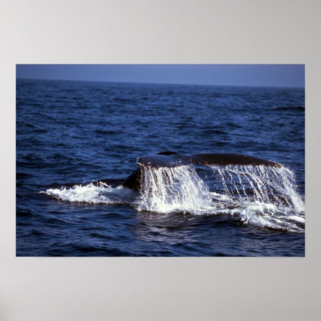 Humpback Whale Sounding (Schwanz Flukes) Poster (Vorne)